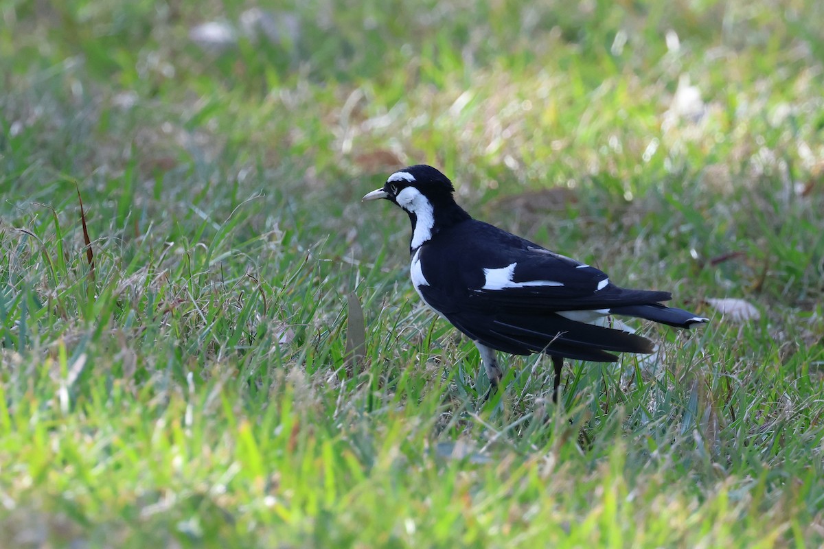 Magpie-lark - Dennis Devers