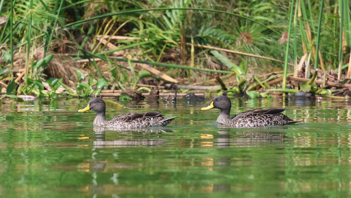 Yellow-billed Duck - Michele Burnat