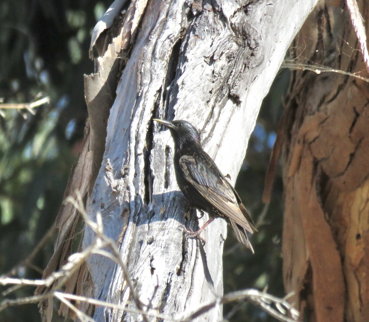 European Starling - ML620759042