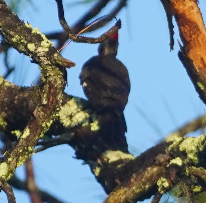 Pileated Woodpecker - ML620759044