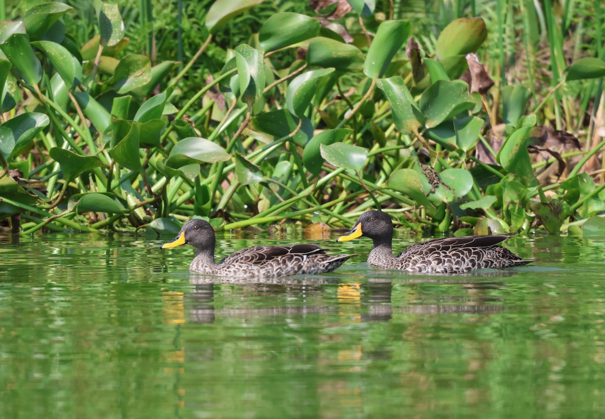 Canard à bec jaune - ML620759045