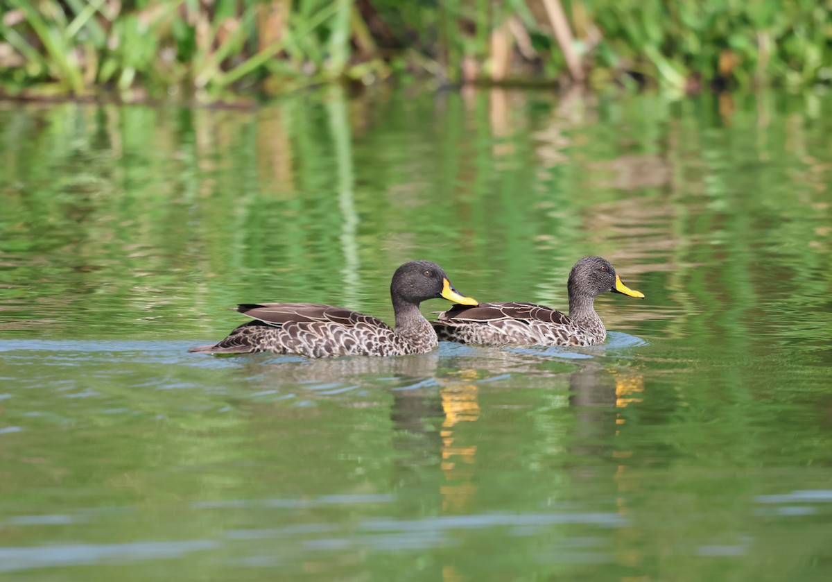 Yellow-billed Duck - ML620759046