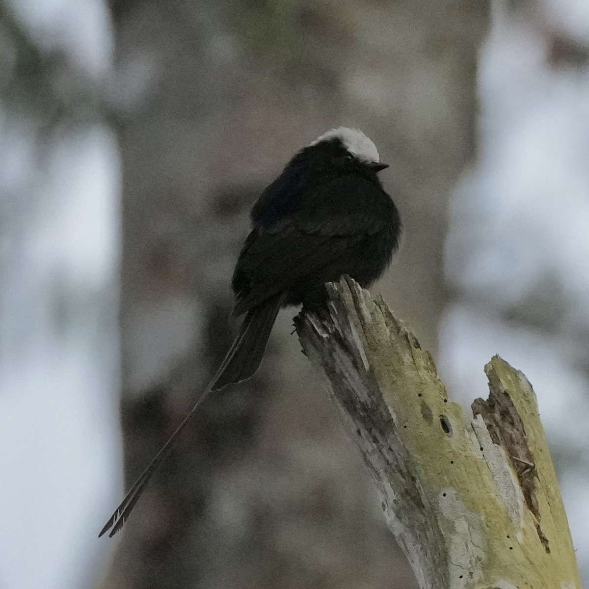 Long-tailed Tyrant - ML620759047