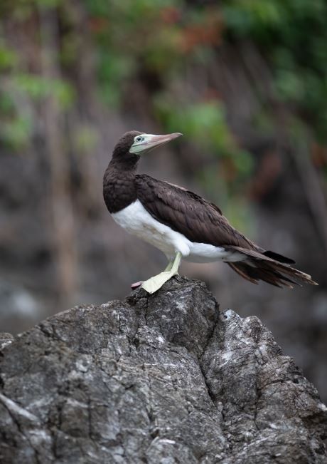 Brown Booby - ML620759048