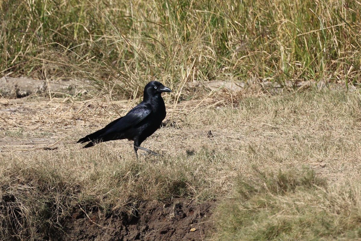 Corbeau de Torres - ML620759049