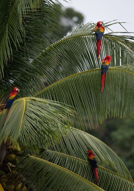 Scarlet Macaw - ML620759050