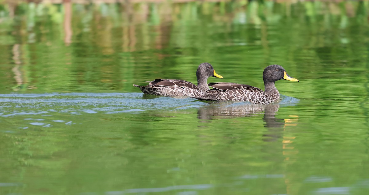 Canard à bec jaune - ML620759053