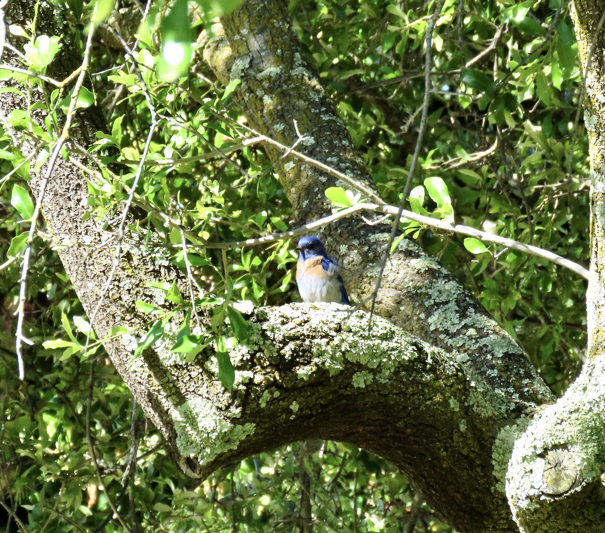 Western Bluebird - ML620759056