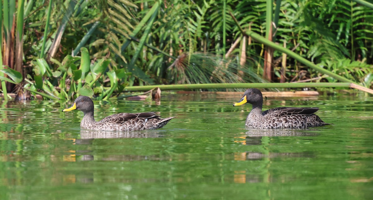 Yellow-billed Duck - ML620759057