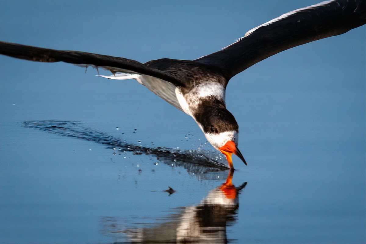 Black Skimmer - ML620759059