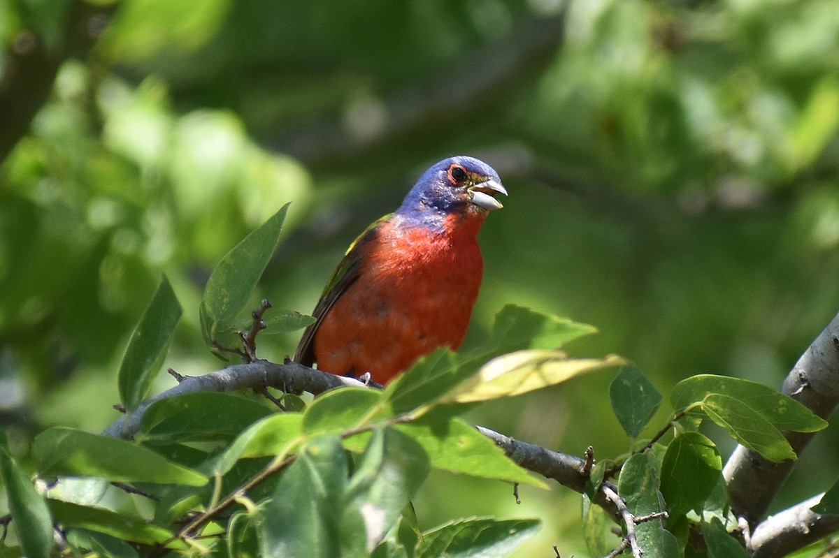 Painted Bunting - ML620759062