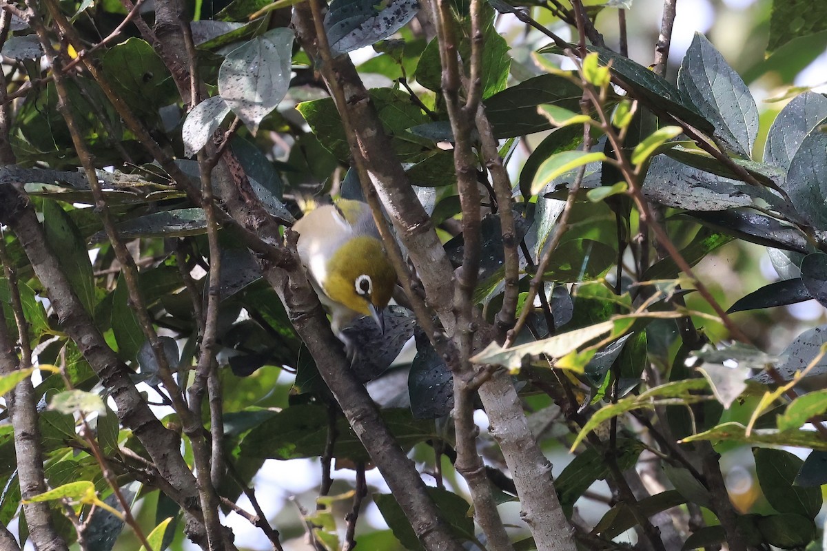 Silvereye - ML620759068