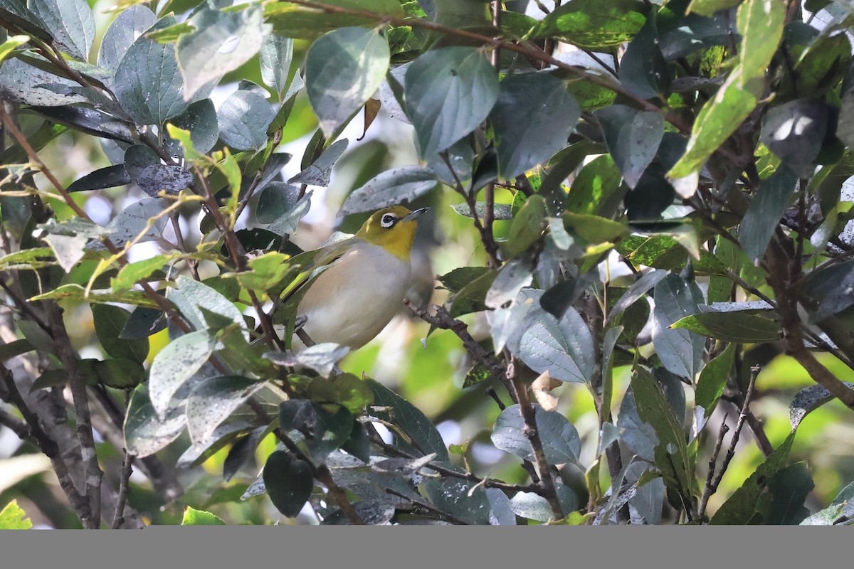 Silvereye - ML620759069