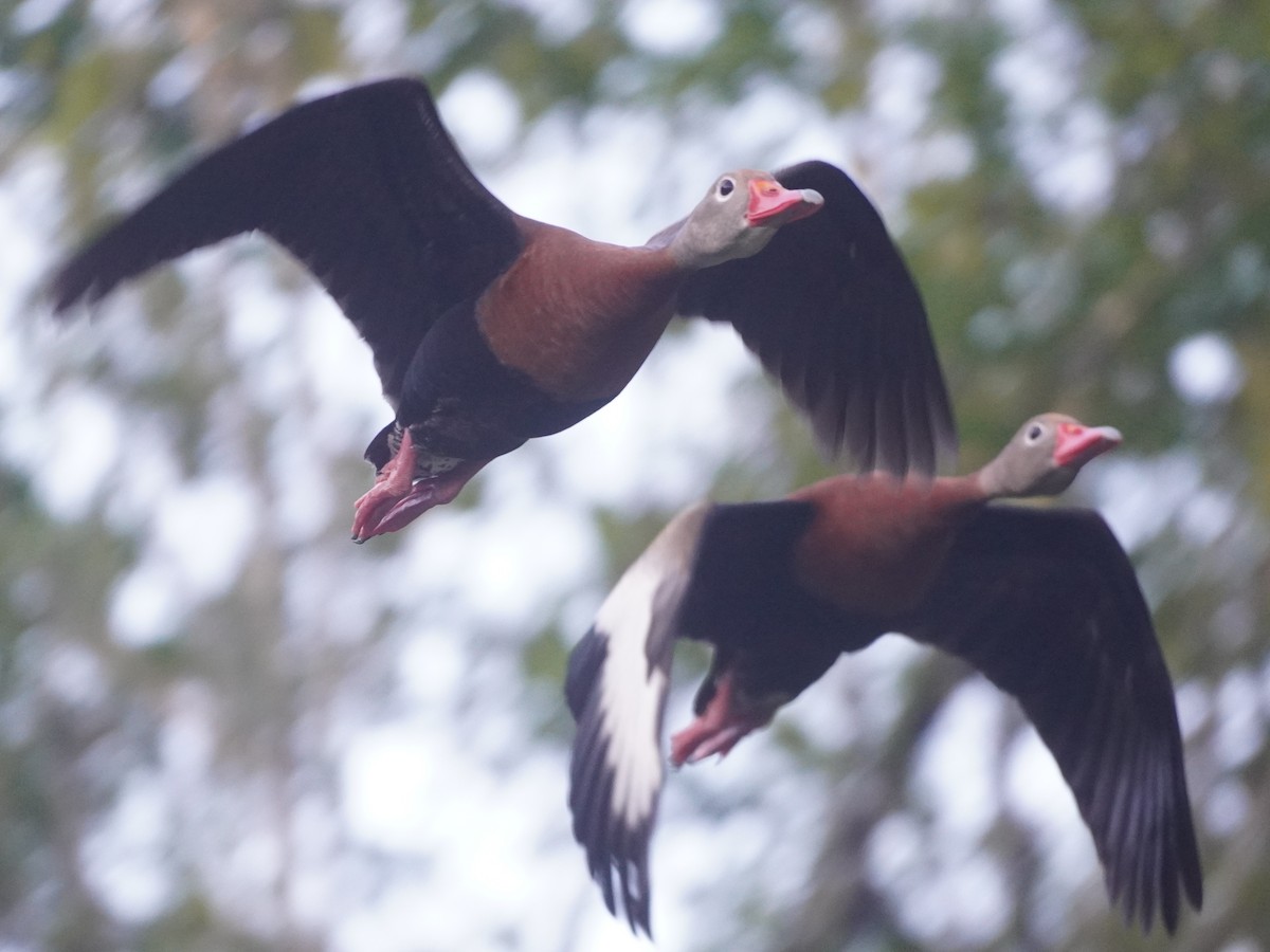 Black-bellied Whistling-Duck - ML620759073