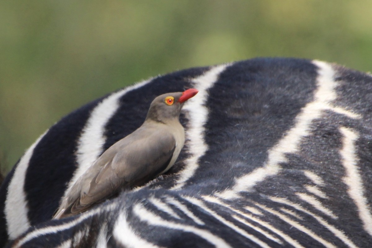 Red-billed Oxpecker - ML620759074