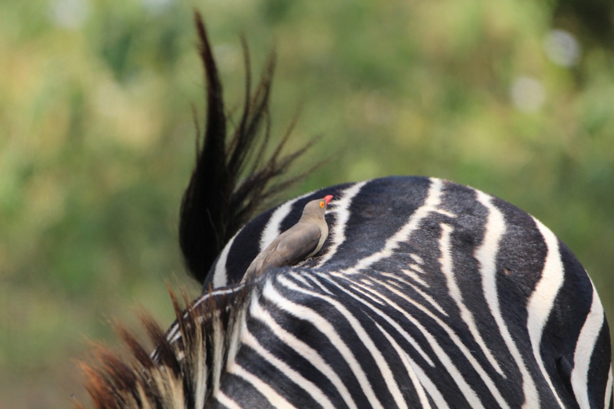 Red-billed Oxpecker - ML620759076