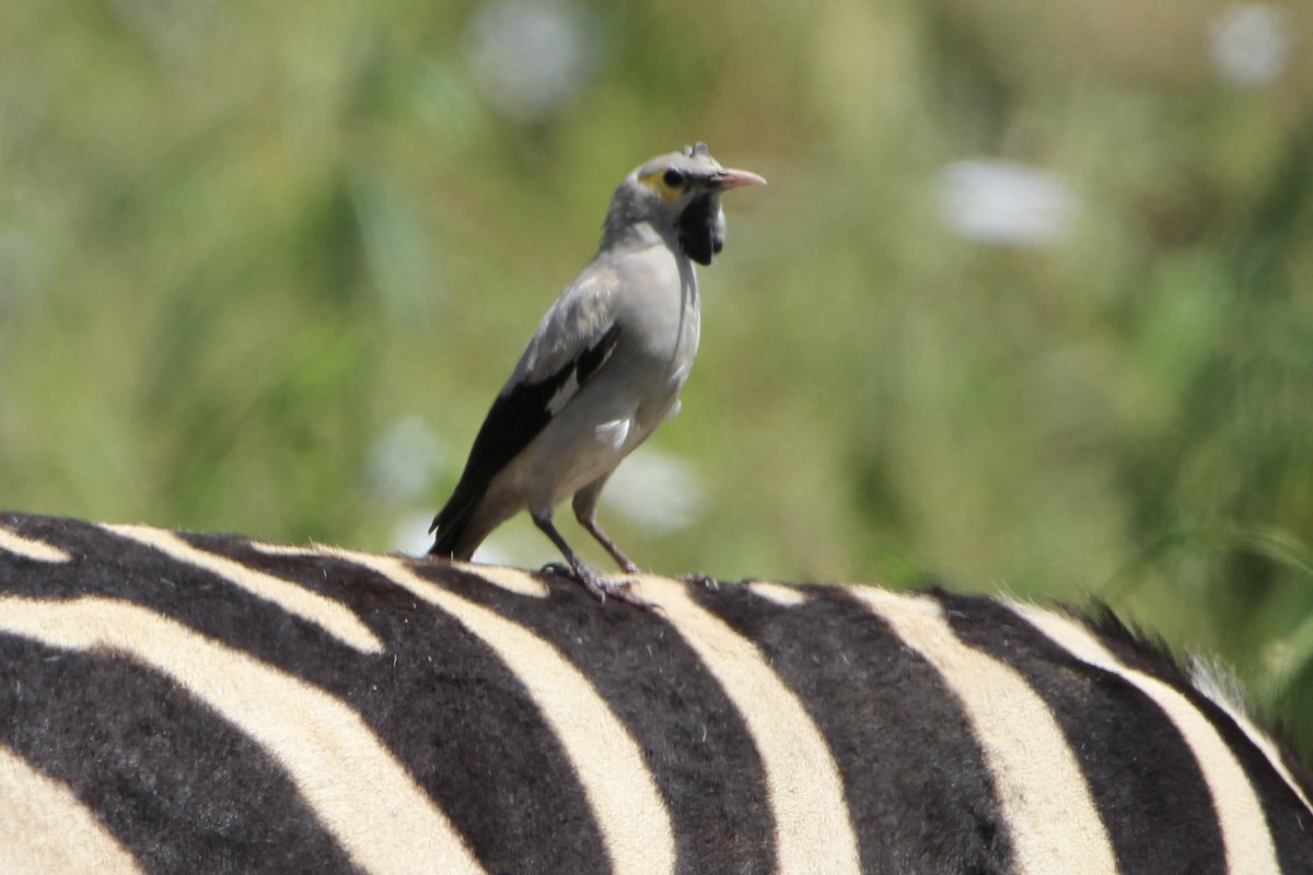 Wattled Starling - ML620759082