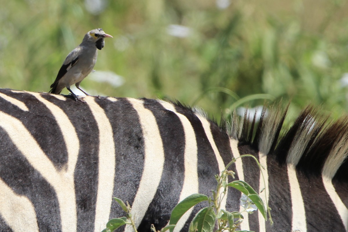 Wattled Starling - ML620759083