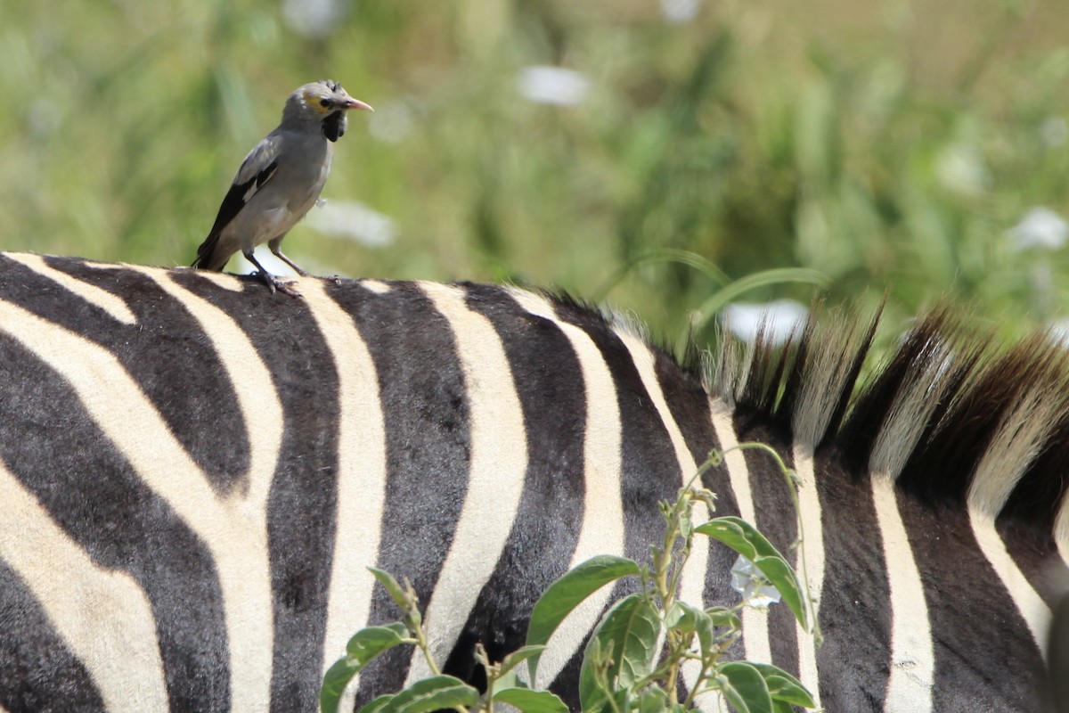 Wattled Starling - ML620759084