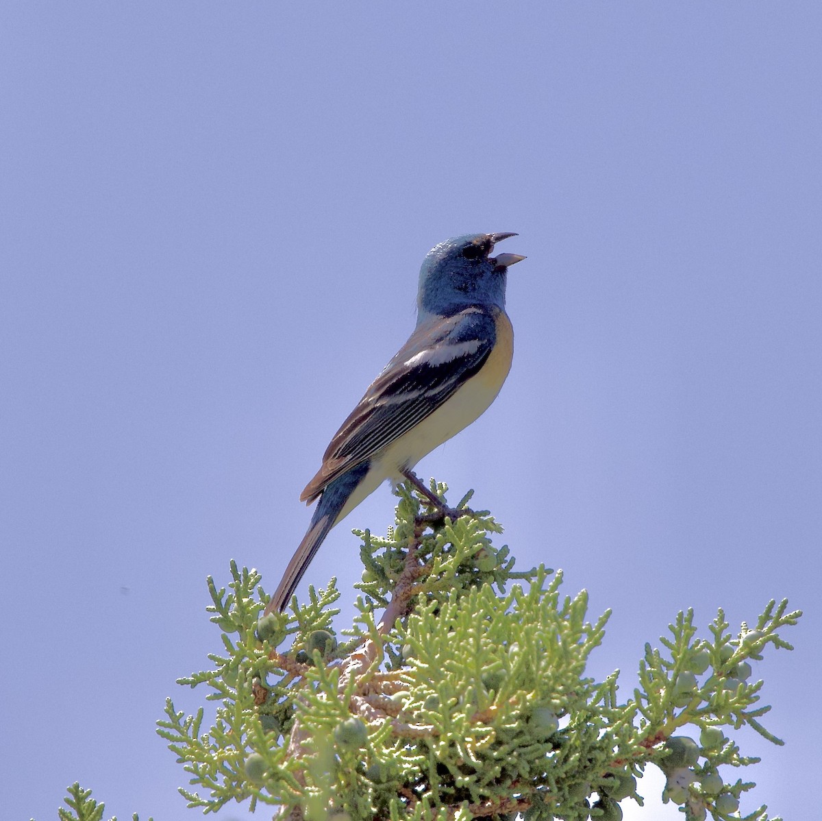 Lazuli Bunting - ML620759085