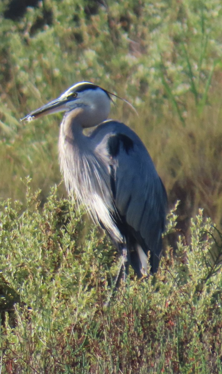 Great Blue Heron - ML620759086