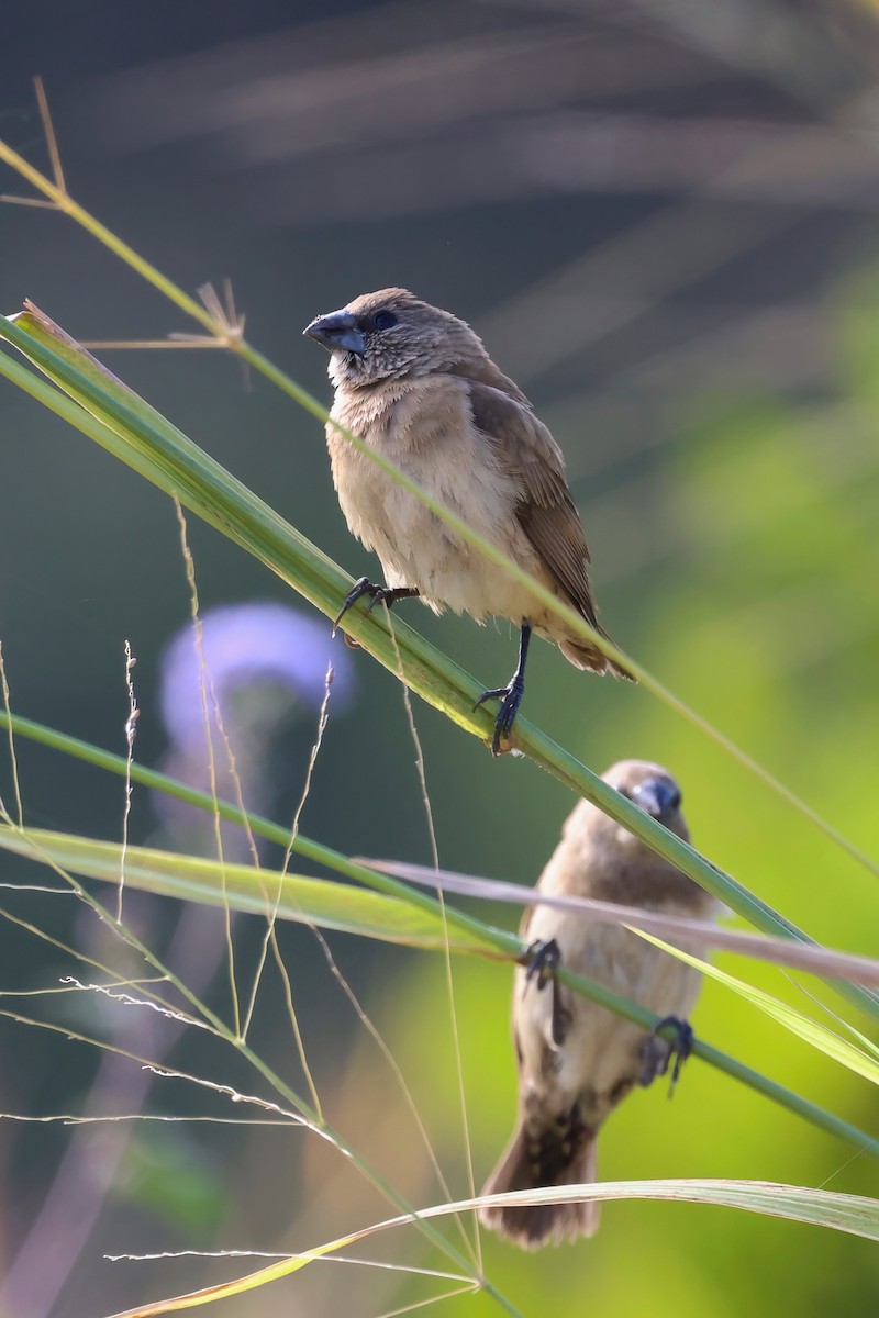 Chestnut-breasted Munia - ML620759088