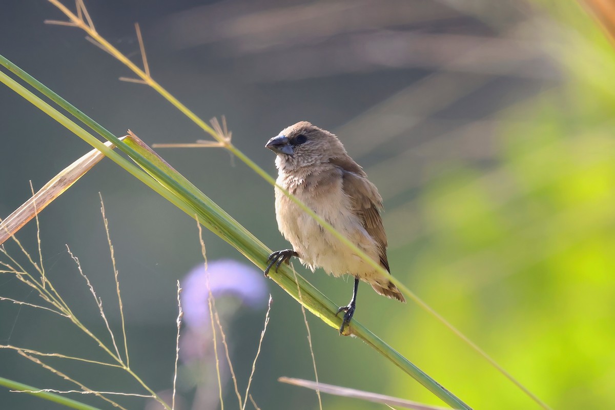 Chestnut-breasted Munia - ML620759089