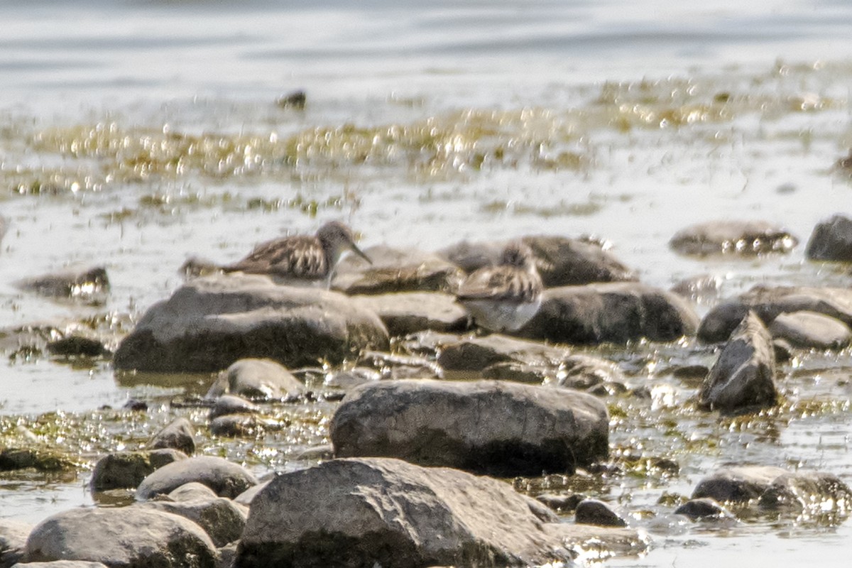 kleiner Strandläufer, unbestimmt - ML620759093