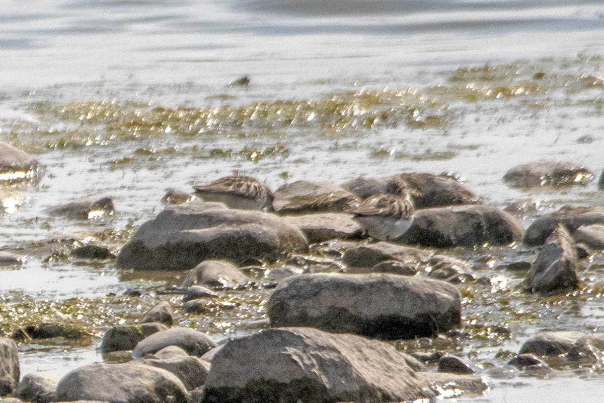 kleiner Strandläufer, unbestimmt - ML620759094