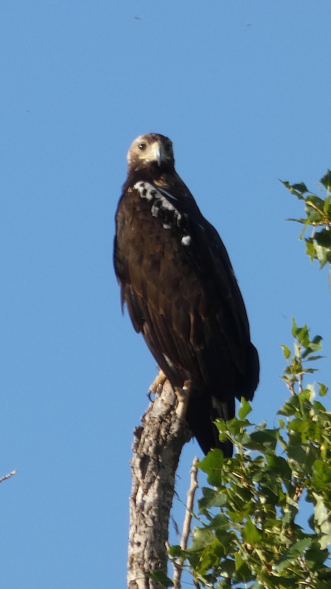 Spanish Eagle - Antonio Gallego Martínez