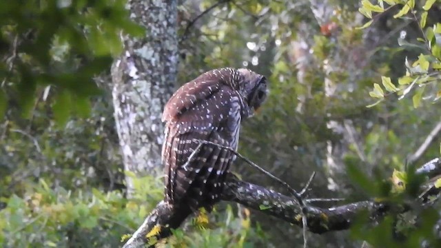 Barred Owl - ML620759102