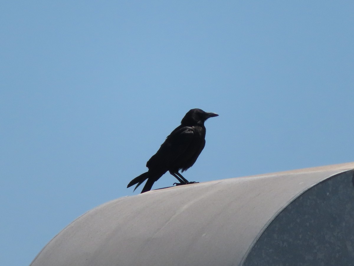 American Crow - ML620759106