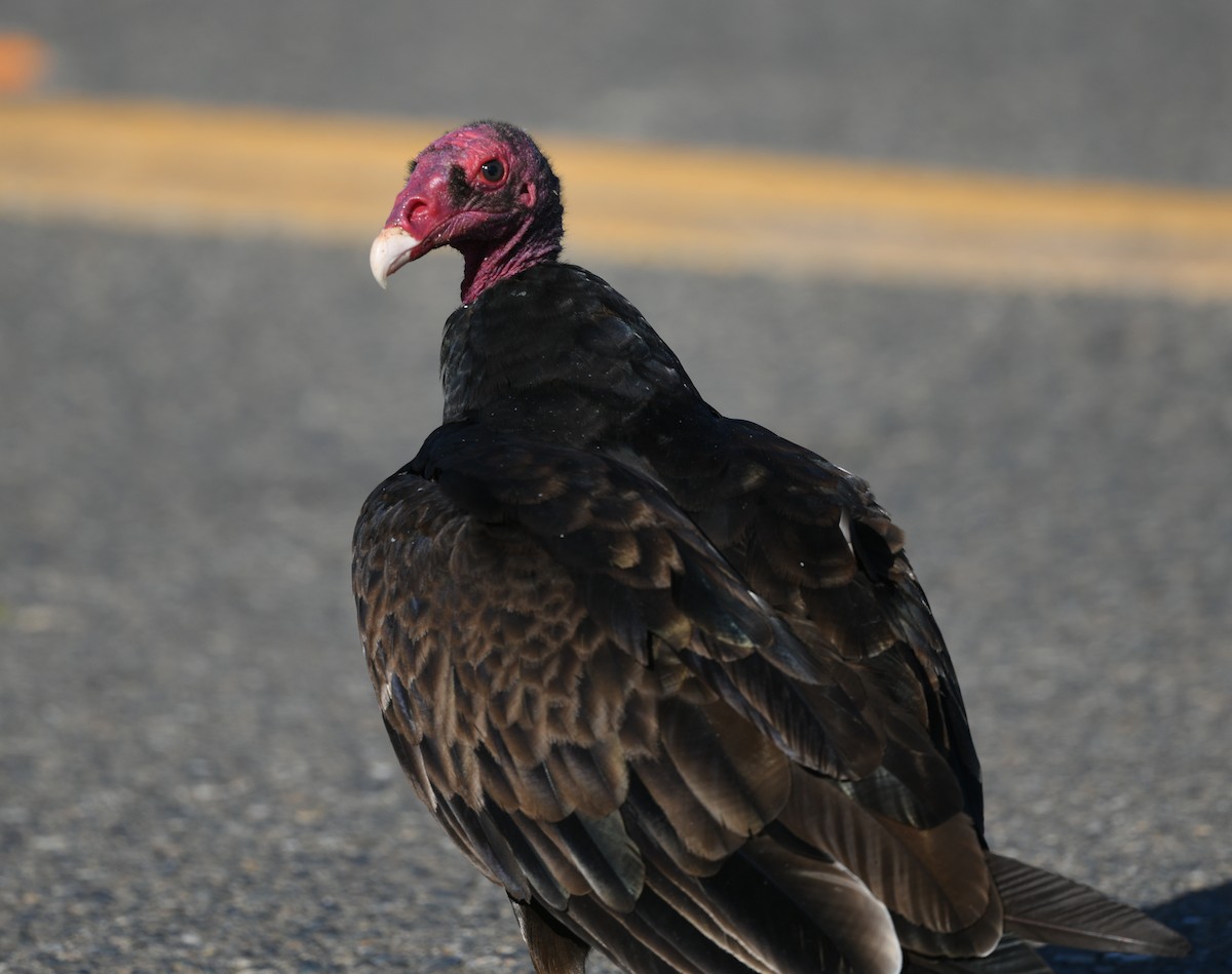 Turkey Vulture - ML620759107