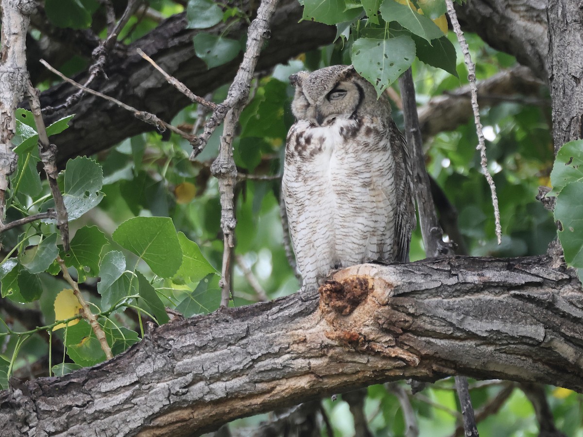 Great Horned Owl - ML620759109