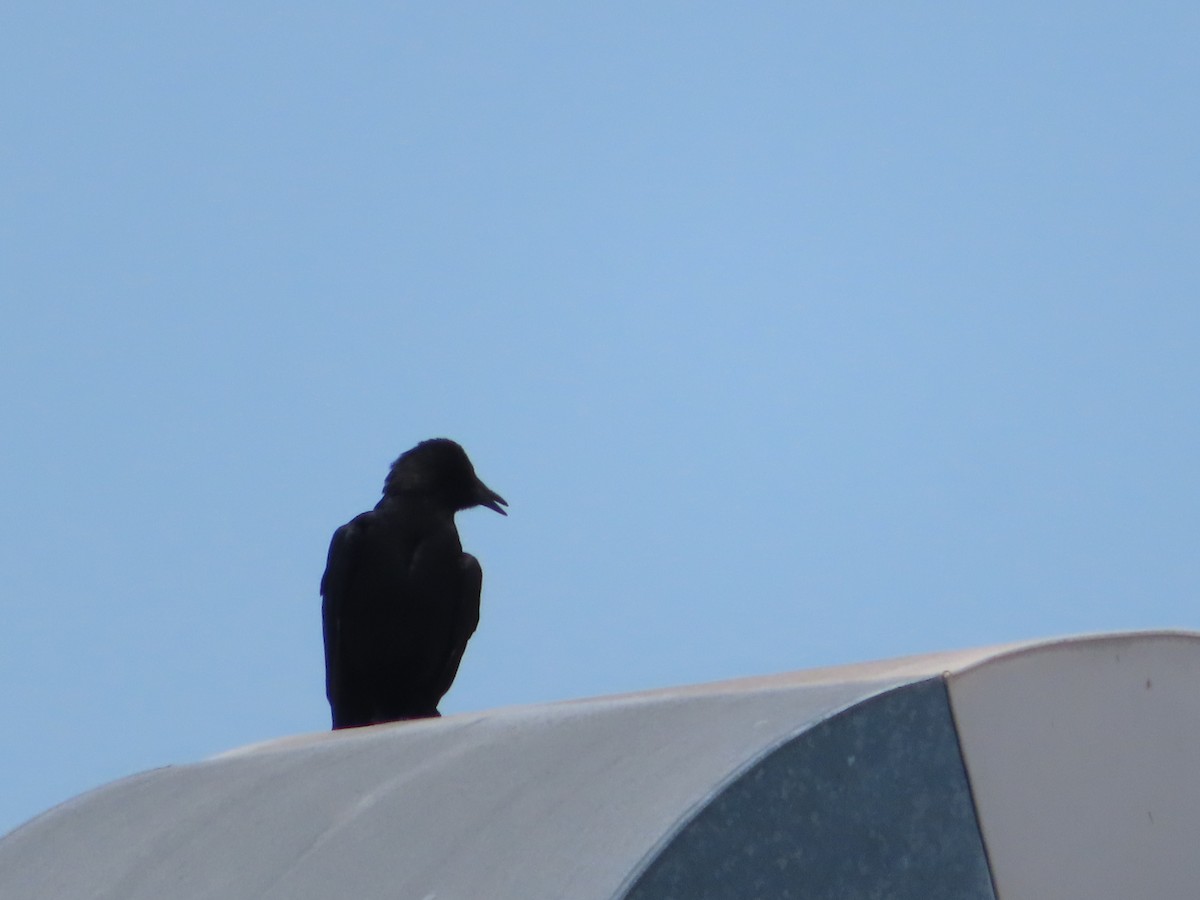 American Crow - ML620759110