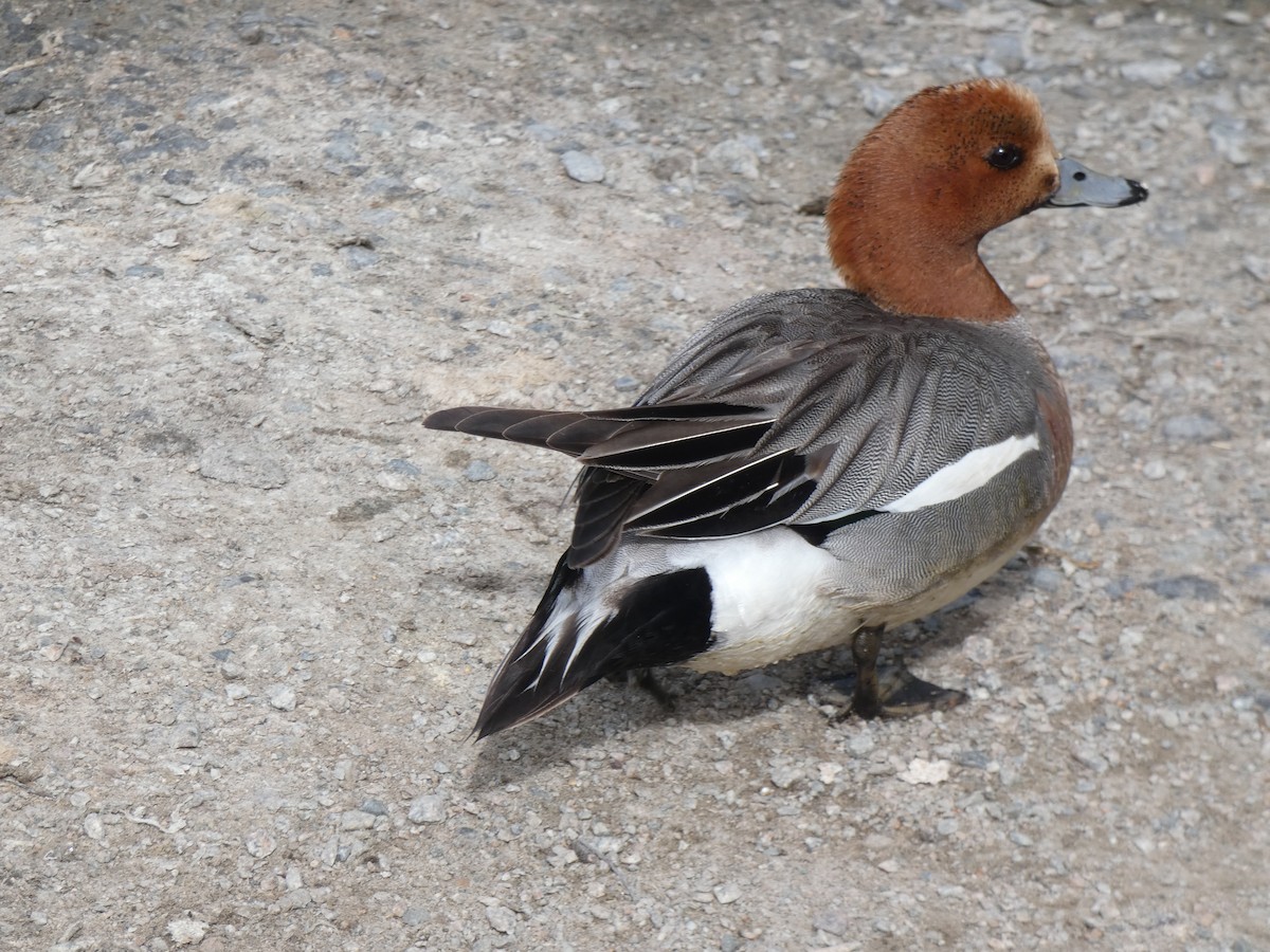 Eurasian Wigeon - ML620759111