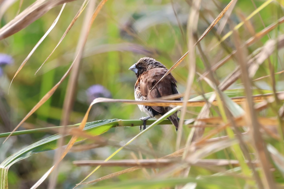 Chestnut-breasted Munia - ML620759112