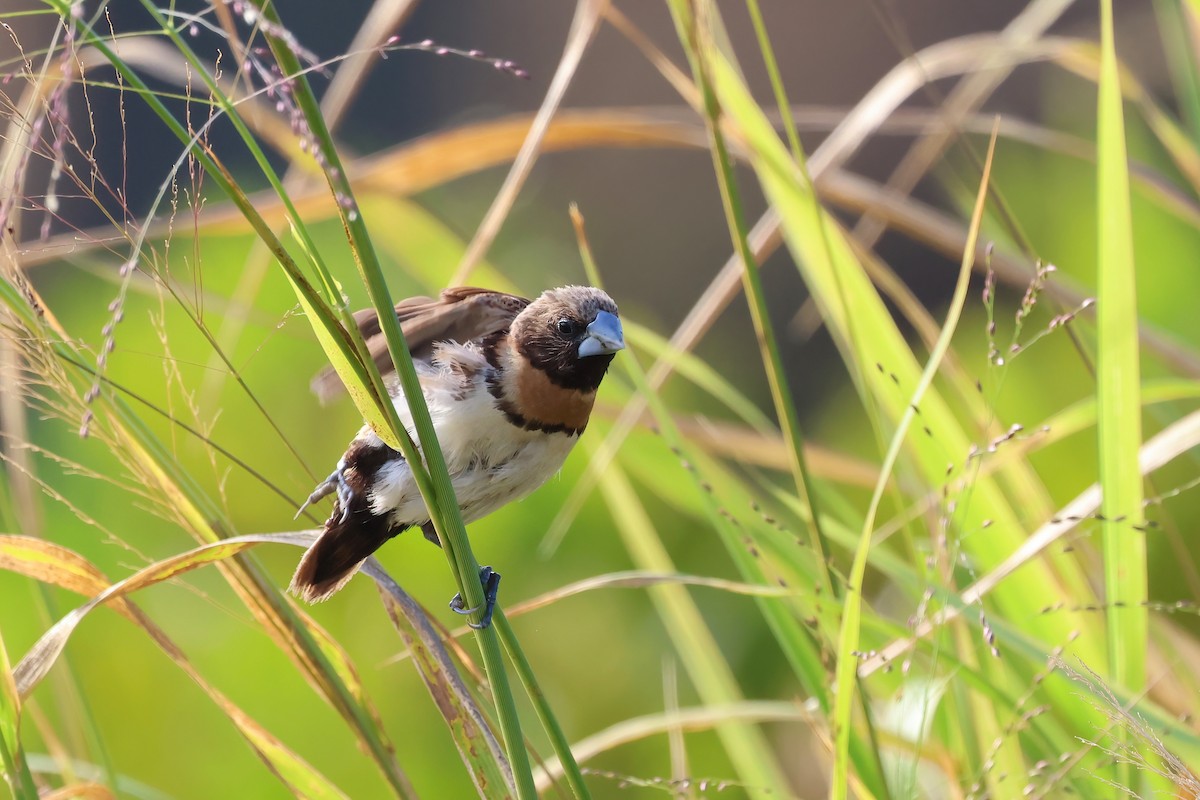 Chestnut-breasted Munia - ML620759113