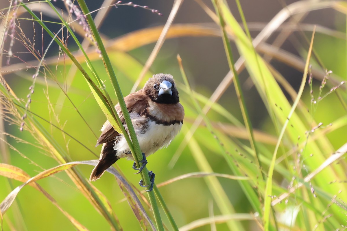 Chestnut-breasted Munia - ML620759114