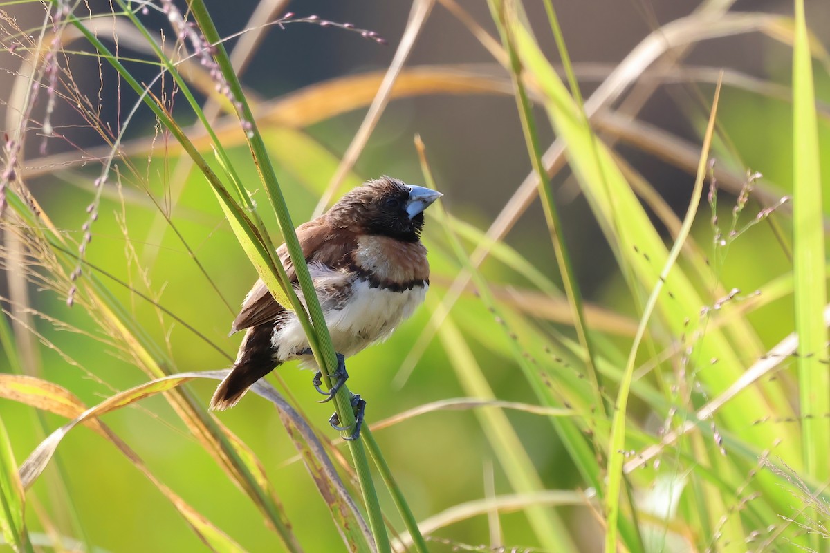 Chestnut-breasted Munia - ML620759115