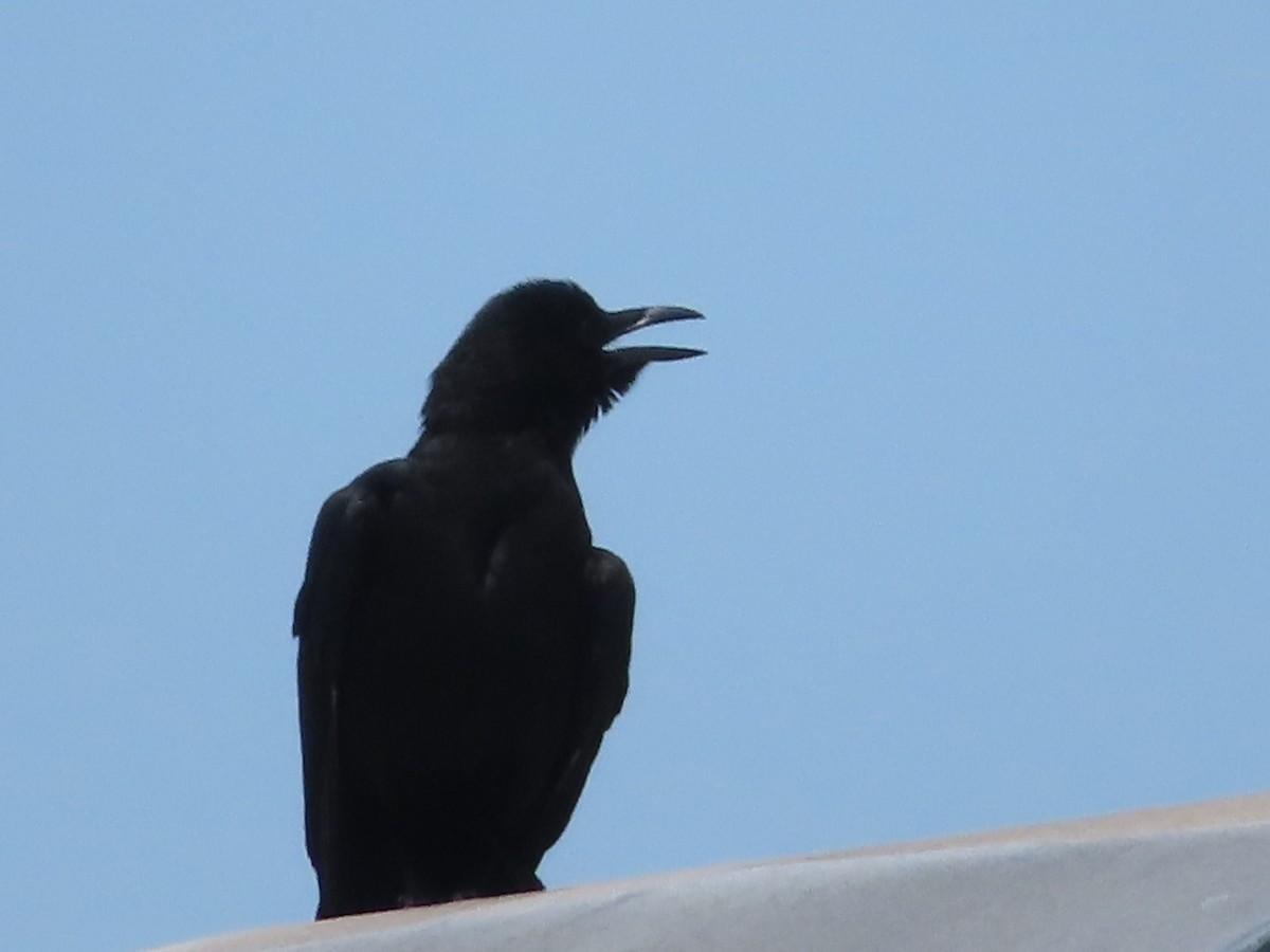 American Crow - ML620759116