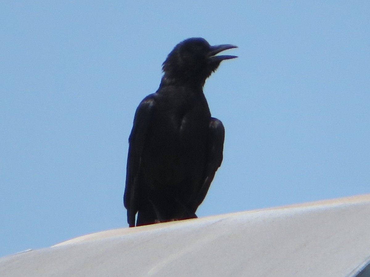 American Crow - ML620759117