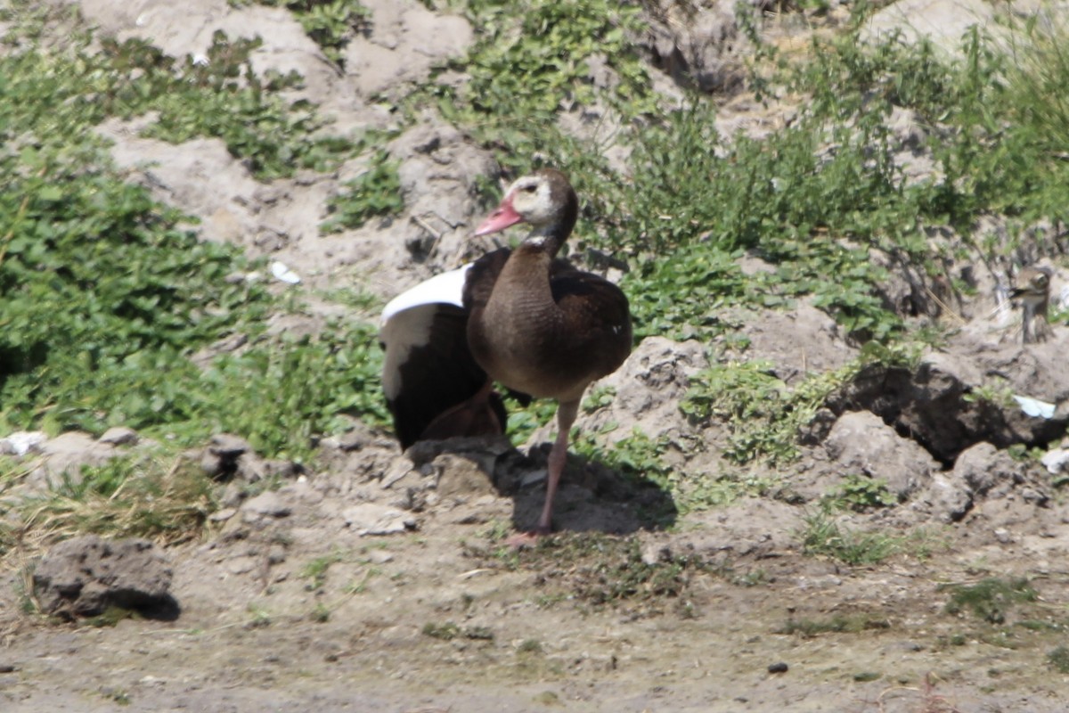 Spur-winged Goose - ML620759119