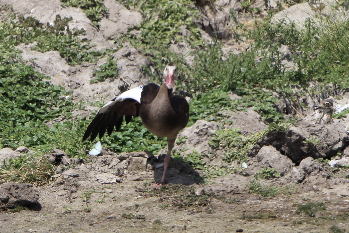Spur-winged Goose - ML620759120