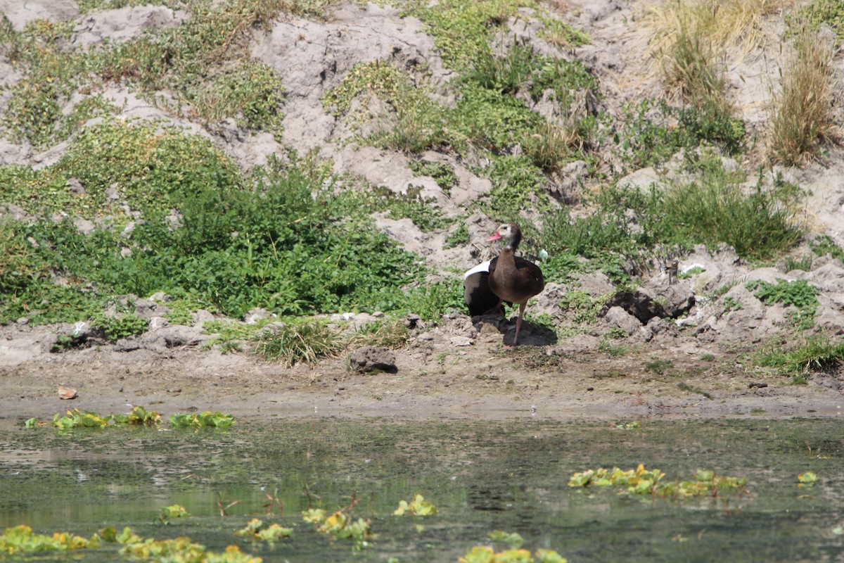 Spur-winged Goose - ML620759121