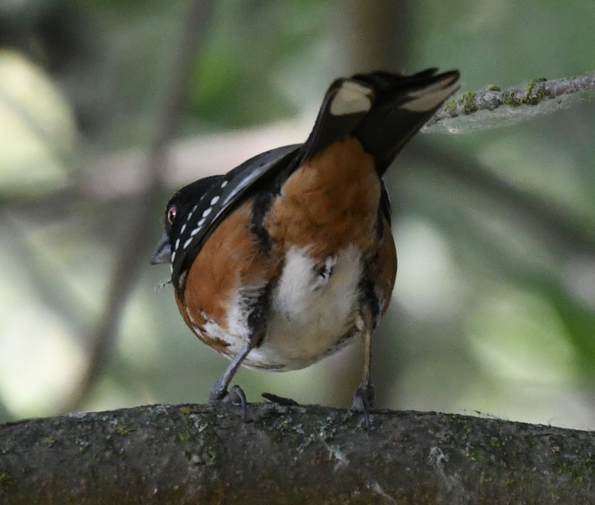 Spotted Towhee - ML620759127