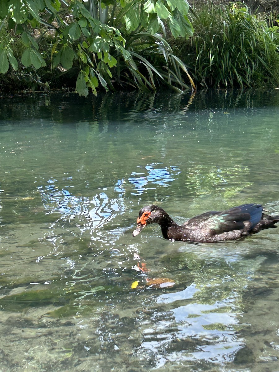 Muscovy Duck (Domestic type) - ML620759132