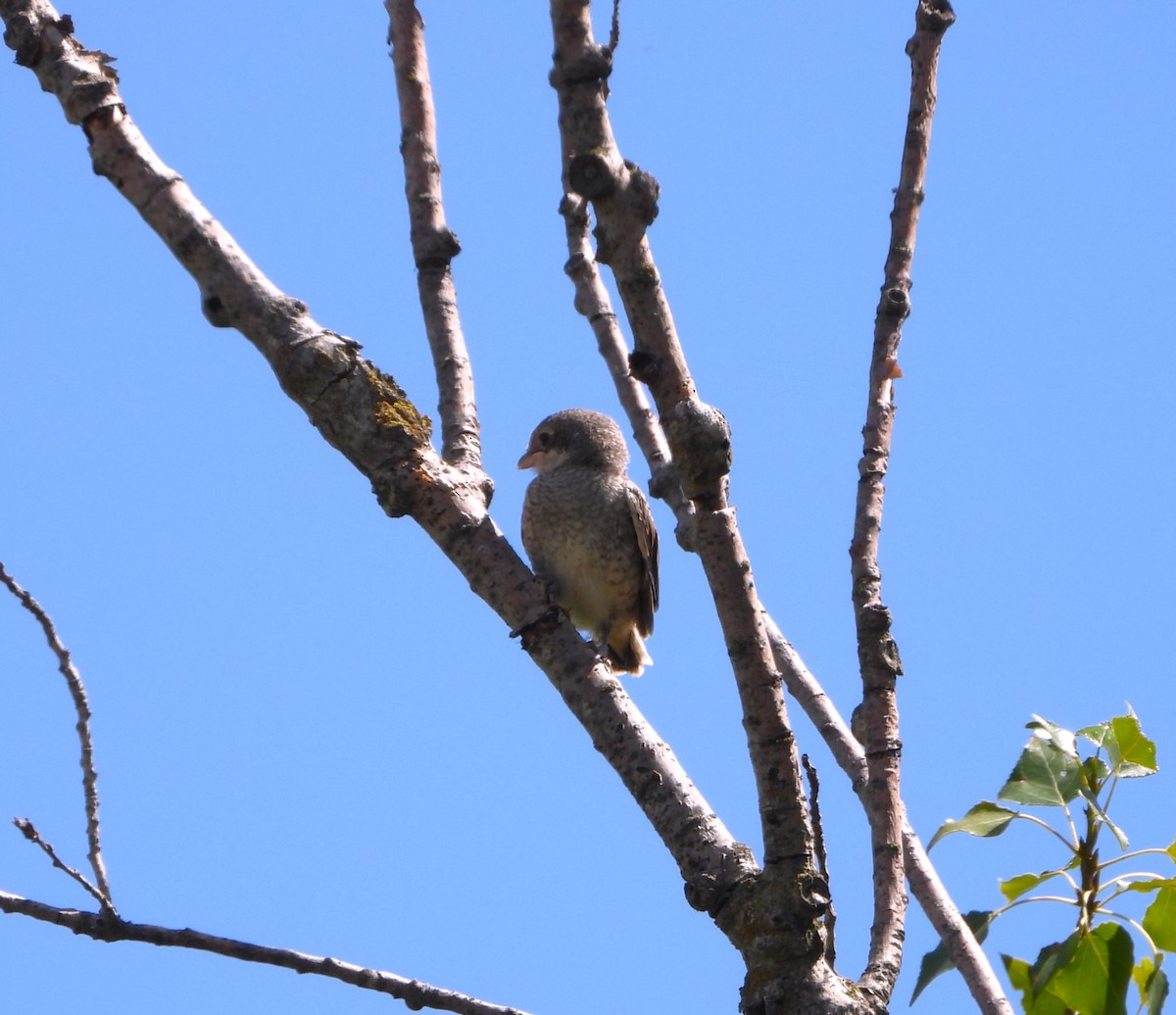 Woodchat Shrike - ML620759140