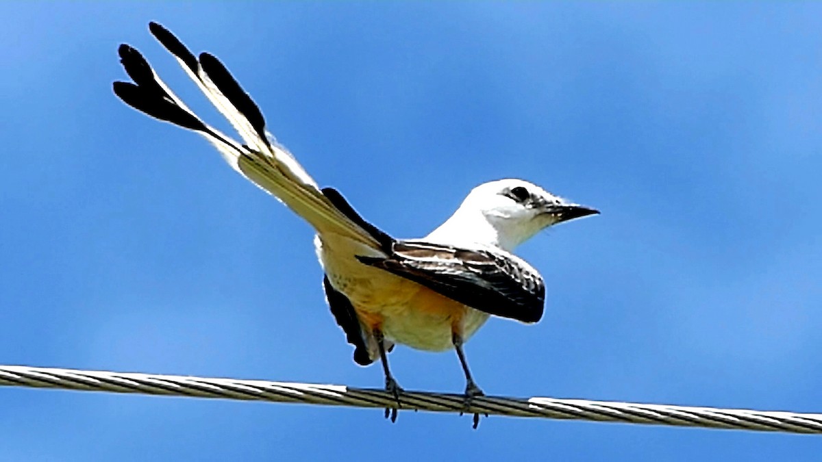 Scissor-tailed Flycatcher - ML620759145