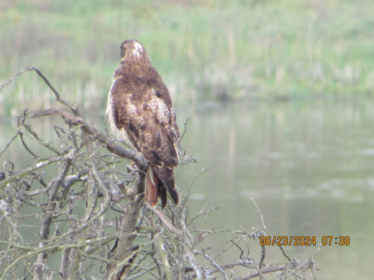 Red-tailed Hawk - ML620759146